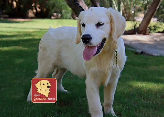 9/21/25 - Charity Wine Tasting - Arizona Golden Rescue