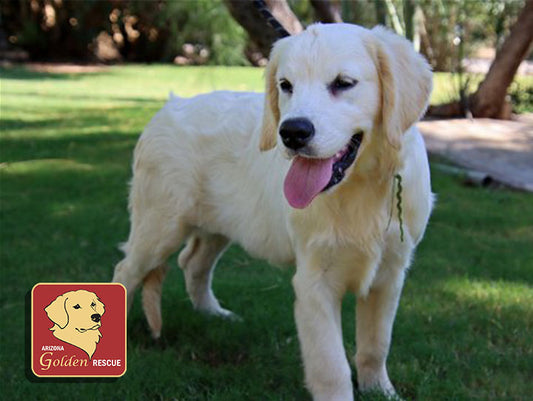 9/29/24 - Charity Wine Tasting - Arizona Golden Rescue