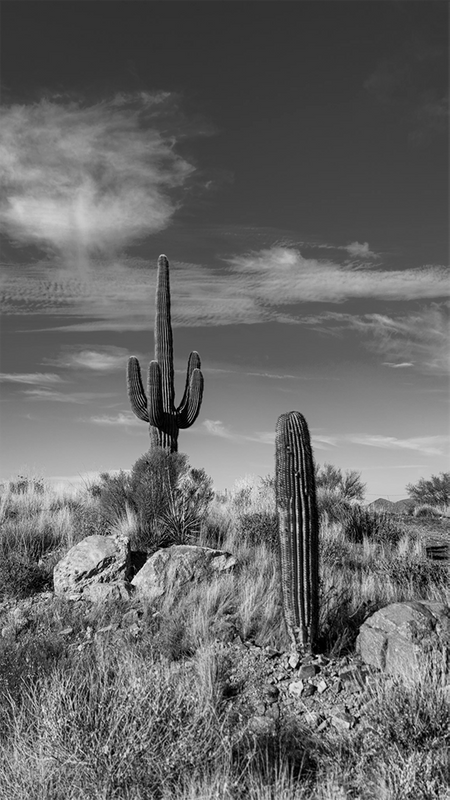 Desert Siblings