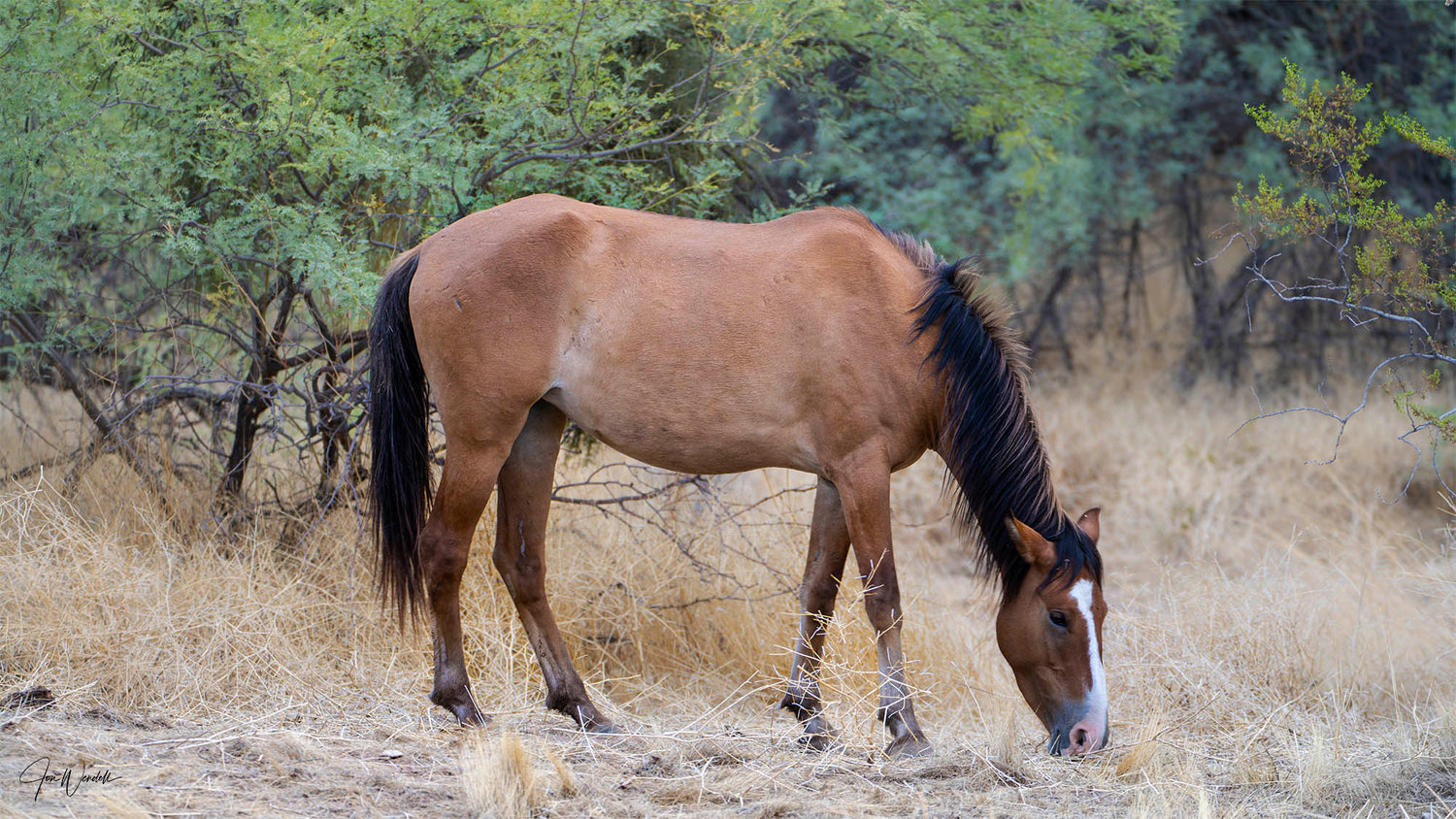 Lone Ranger