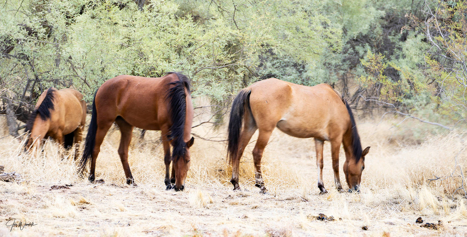 Wild Horse Grazing